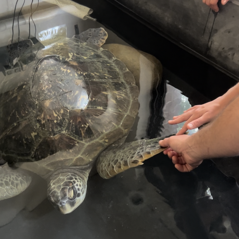 Marine turtle receiving care and rehabilitation